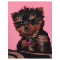 I'm cute, I know letterhead