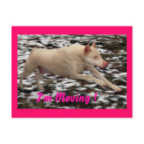 I'm Moving postcards by wolfmountainstudio I'm Moving postcards