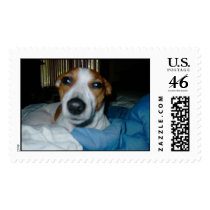 I'm not a mornin dawg! postage by tiffloon I'm not a mornin dawg! postage
