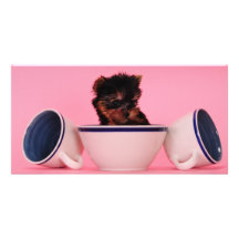I'm not a Tea Cup Poodle! Custom Photo Card