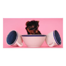 I'm not a Tea Cup Poodle! Custom Photo Card