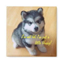 I'm not fat, I am just a little Husky! magnets