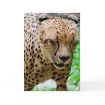 I'm sorry greeting cards