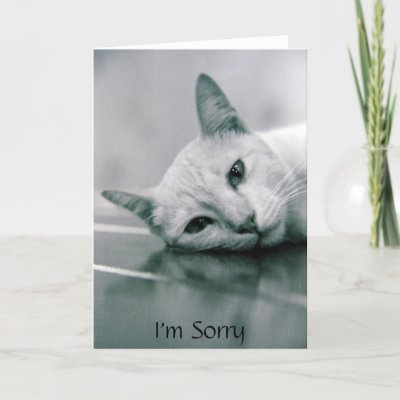 cat im sorry