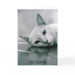 I'm Sorry cat card