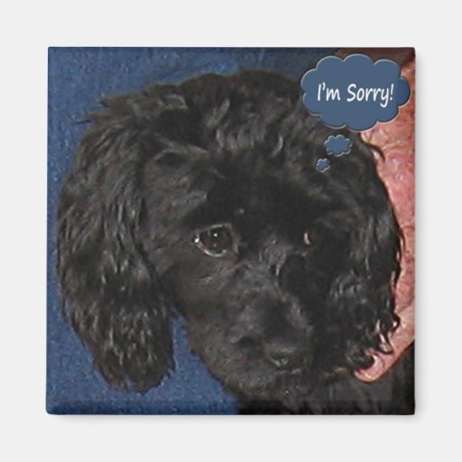 I'm Sorry Magnet