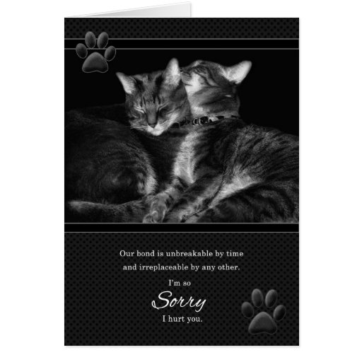 I'm Sorry Please Me Tabby Cats Greeting Card Zazzle