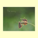 I'm sorry postcards by Rainmountain I'm sorry postcards