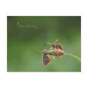I'm sorry postcards