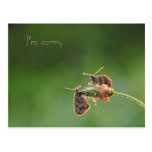 I'm sorry postcard