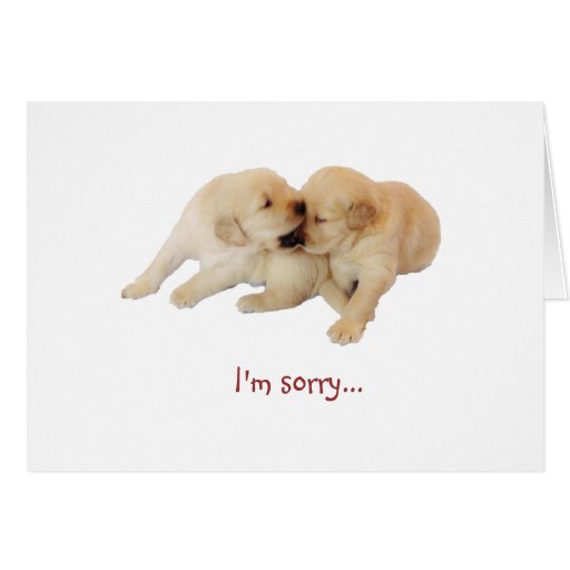 "I'm sorry" Puppy Love 1 Greeting Card Zazzle