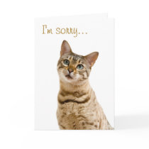 I'm very sorry, please forgive me cards