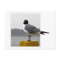I'm Watching You! postcards