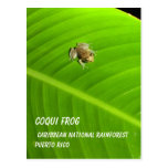 IMAG0274.jpg, Coqui Frog, Caribbean National Ra... Postcard