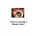 imag0320, Have you spoiled a Bengal today? t-shirts