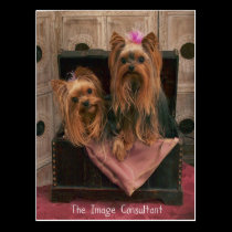 Image Consultant postcards