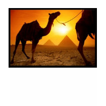 Imagecamel10 t-shirts
