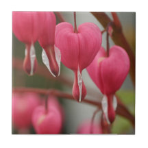 Imagen de los corazones sangrantes teja