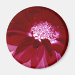 Imán rosado salvaje de la flor