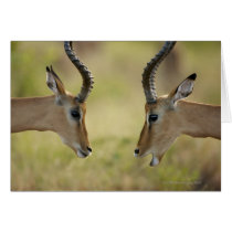 Imapla (Aepyceros melampus) wanting to fight, Greeting Card