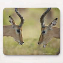 Imapla (Aepyceros melampus) wanting to fight, Mouse Pads
