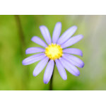 Spring Flower Cards