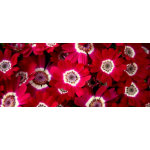 Tasses fleurs