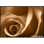 Rose Postage