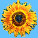 Sunflower Stickers