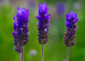 perfect flower