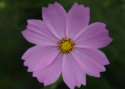 perfect flower