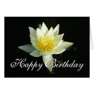 White Water Lily/Lotus
