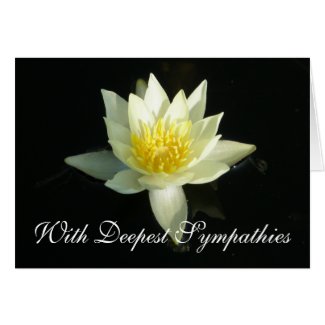 White Water Lily/Lotus