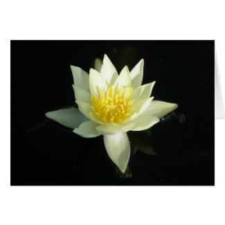 White Water Lily/Lotus
