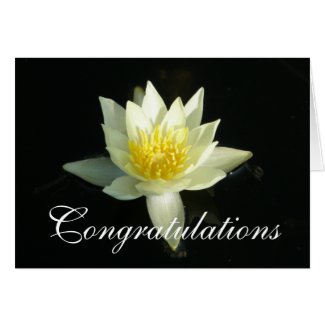 White Water Lily/Lotus