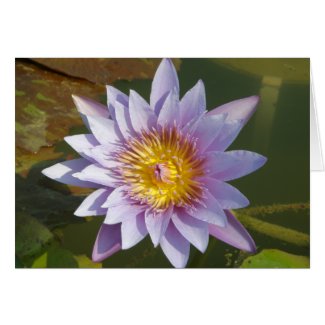 Purple Lotus/Water Lily