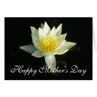 White Water Lily/Lotus