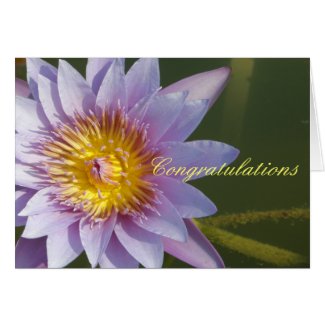 Purple Lotus/Water Lily