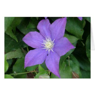 Purple Clematis