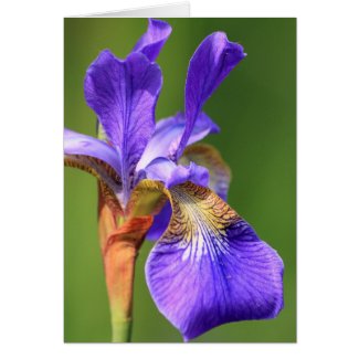 iris