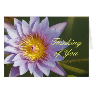 Purple Lotus/Water Lily