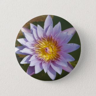 Purple Lotus/Water Lily