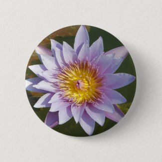 Purple Lotus/Water Lily