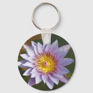 Purple Lotus/Water Lily