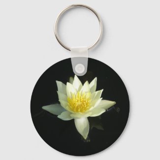 White Water Lily/Lotus