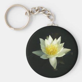 White Water Lily/Lotus
