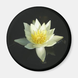 White Water Lily/Lotus
