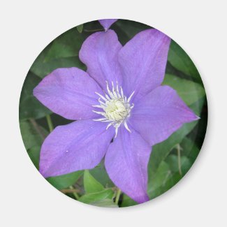 Purple Clematis