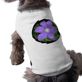 Purple Clematis