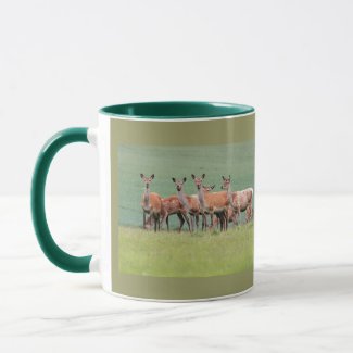 Deer